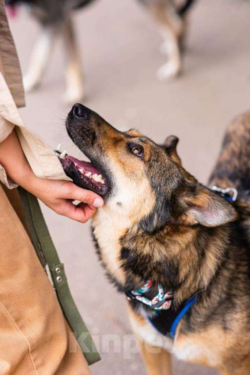 Собаки в Москве: Мулан Девочка, Бесплатно - фото 13