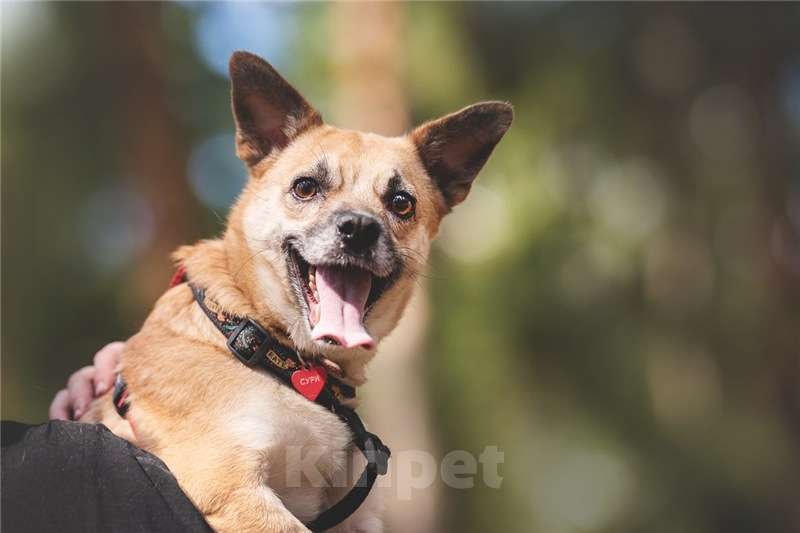Собаки в Москве: Маленькая собака Сури в добрые руки. Девочка, Бесплатно - фото 4