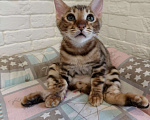 Кошки в Лыткарино: Котенок бенгальской породы 3 мес Мальчик, 15 000 руб. - фото 3