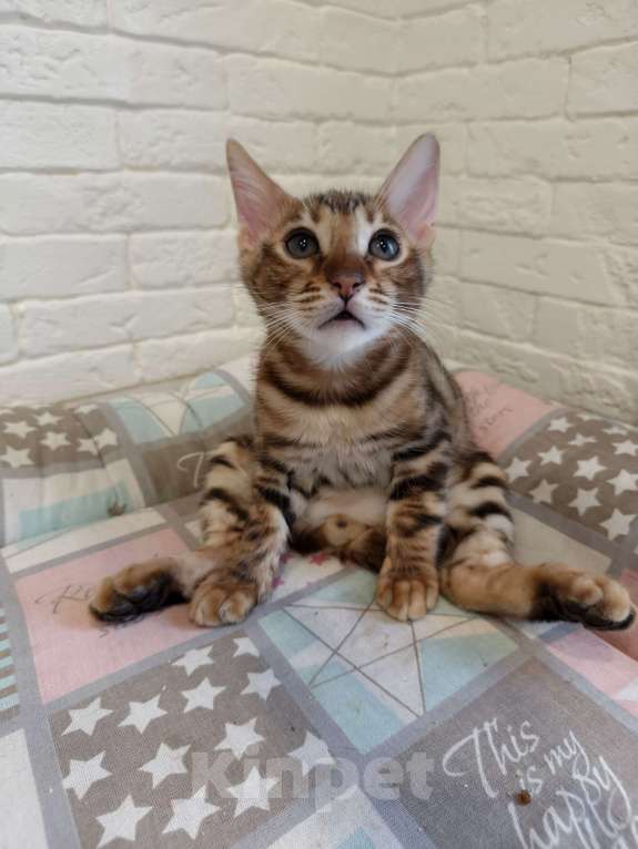Кошки в Лыткарино: Котенок бенгальской породы 3 мес Мальчик, 15 000 руб. - фото 3