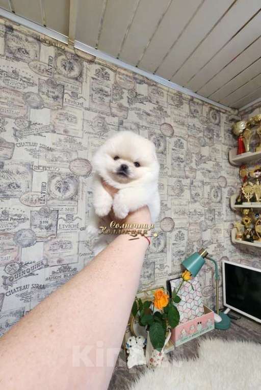 Собаки в Москве: Мальчик померанского шпица мини мишка Мальчик, Бесплатно - фото 2