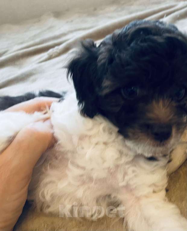 Собаки в Москве: Той-пудель, щенок Мальчик, 70 000 руб. - фото 4