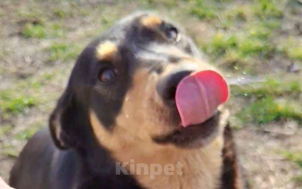 Собаки в Краснодаре: Отдадим в добрые руки Девочка, Бесплатно - фото 4