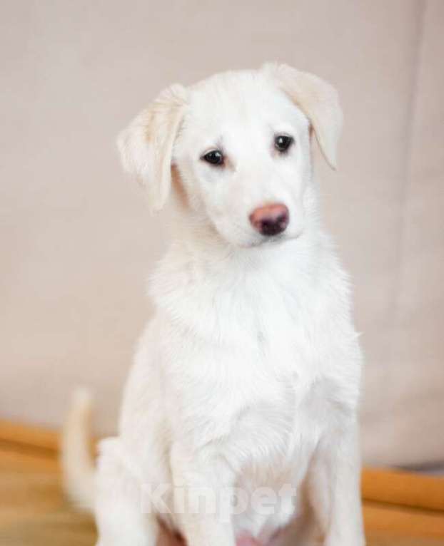 Собаки в Москве: Щенки от аусси и лабрадора в добрые руки Девочка, Бесплатно - фото 5