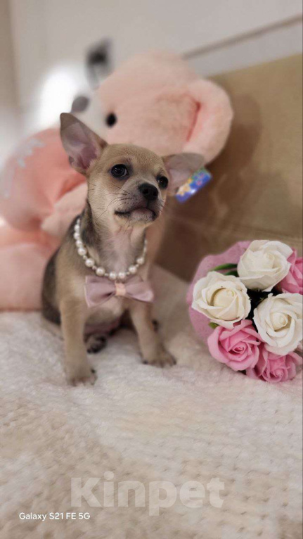 Собаки в Москве: девочка чихуахуа гш крупный стандарт Девочка, 60 000 руб. - фото 5