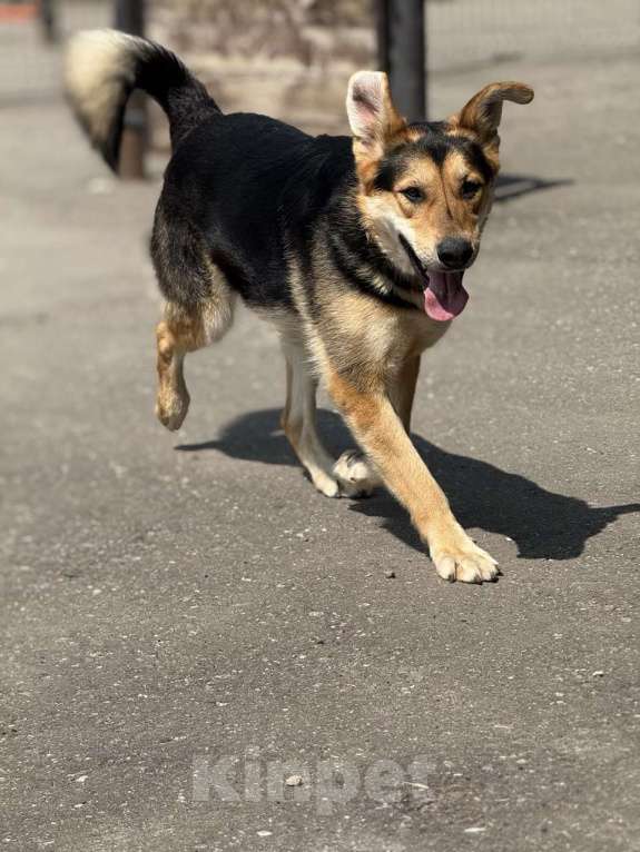 Собаки в Москве: Харди ушастый овчар Мальчик, Бесплатно - фото 2