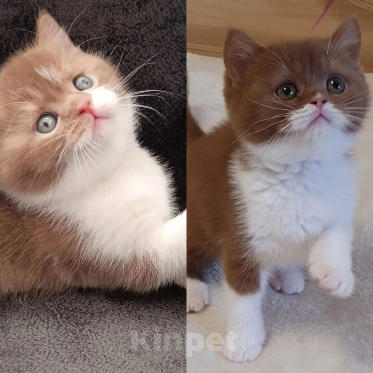 Кошки в Москве: Предлагаю британского короткошёрстного котенка мальчика Мальчик, 50 000 руб. - фото 7