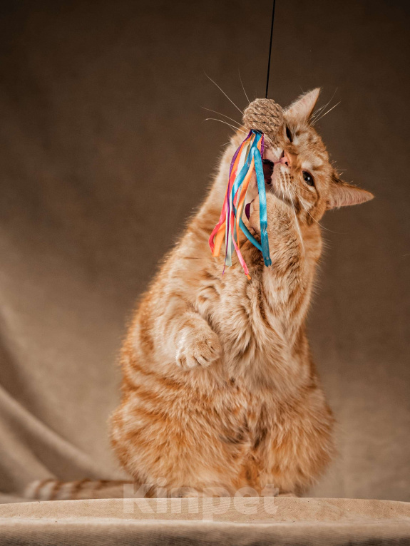 Кошки в Клине: Клёпа — друг для всей семьи Мальчик, Бесплатно - фото 6