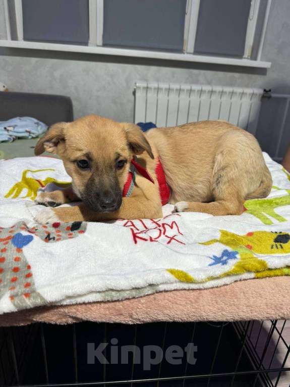 Собаки в Химках: Мальчик Мальчик, Бесплатно - фото 6