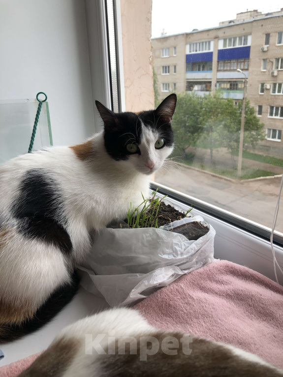 Кошки в Оренбурге: Сима Девочка, Бесплатно - фото 10