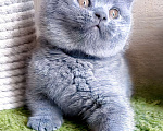 Кошки в Москве: Британский котенок  Мальчик, Бесплатно - фото 9