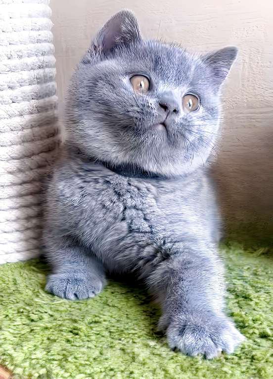 Кошки в Москве: Британский котенок  Мальчик, Бесплатно - фото 9