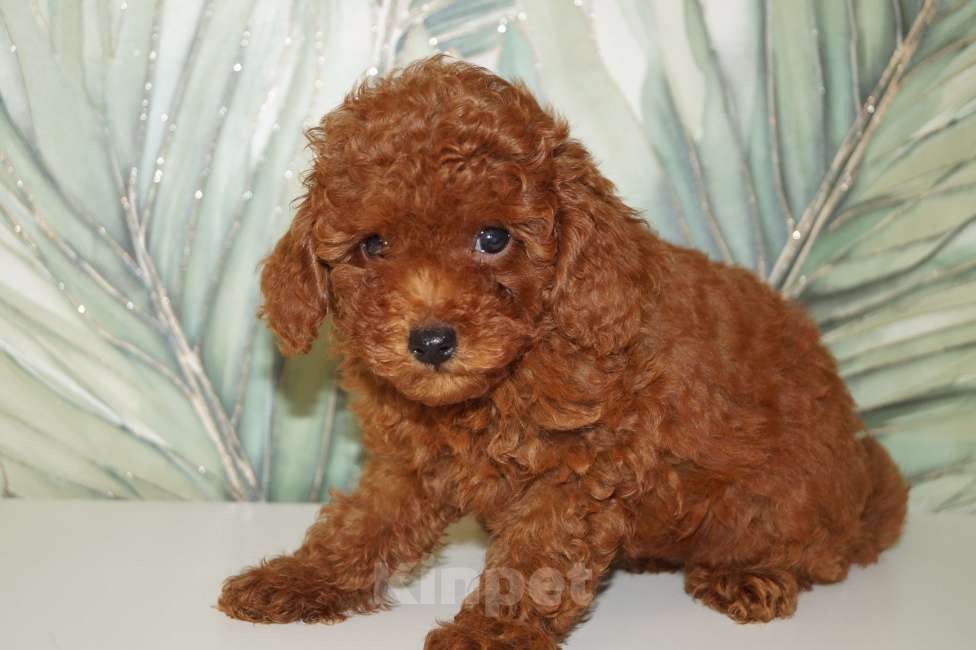 Собаки в Москве: Щенки пуделя- РКФ Мальчик, 65 000 руб. - фото 3