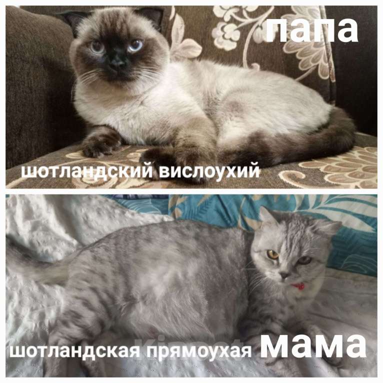 Кошки в Ульяновске: Шотланские котята Девочка, 3 000 руб. - фото 2
