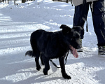 Собаки в Москве: Собака бесплатно в Москве Мальчик, Бесплатно - фото 7