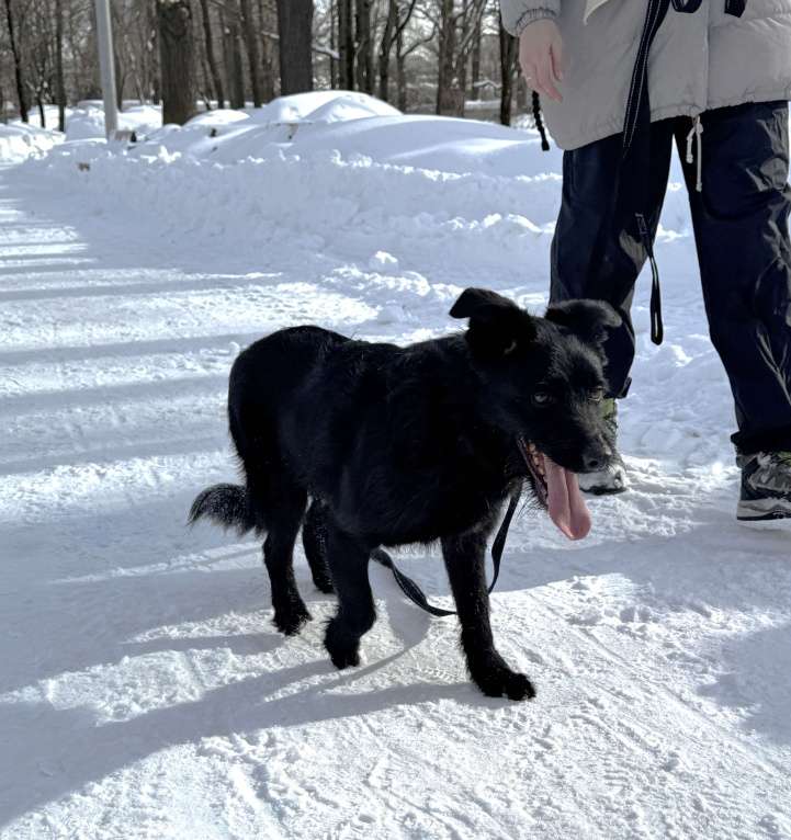 Собаки в Москве: Собака бесплатно в Москве Мальчик, Бесплатно - фото 7