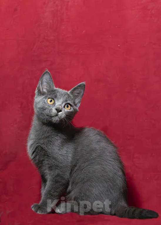 Кошки в Москве: Серая желтоглазая кошечка Девочка, 25 000 руб. - фото 3