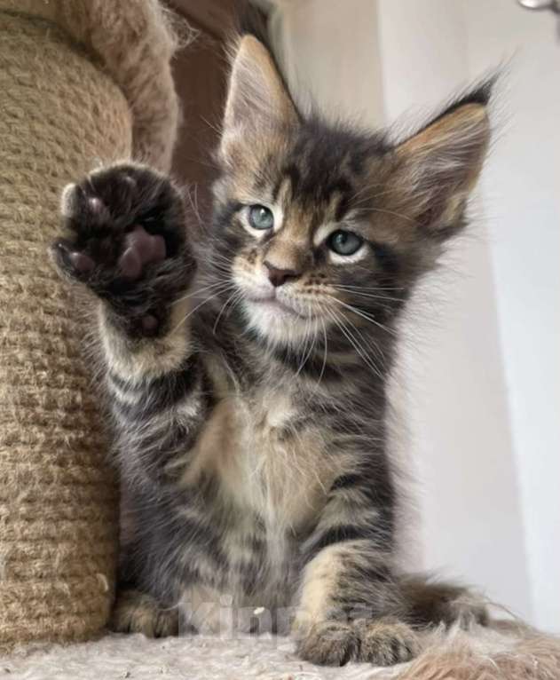 Кошки в Санкт-Петербурге: Мальчик Коронос  Мальчик, 60 000 руб. - фото 3