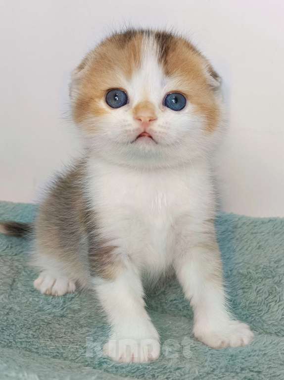 Кошки в Москве: Гаëн Девочка, 40 000 руб. - фото 2