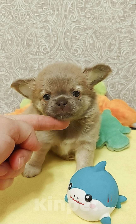 Собаки в Новосибирске: Красивая длинношерстная девочка в лилово-подпалом окрасе! Девочка, Бесплатно - фото 3