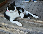 Кошки в Зеленограде: Потерялся чёрно-белый кот Фидель  Мальчик, 10 000 руб. - фото 4