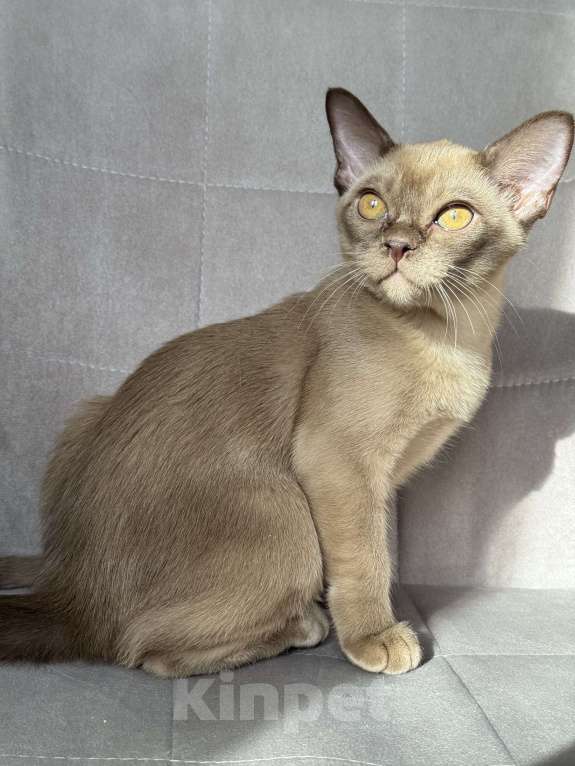 Кошки в Калининграде: Котенок. Европейская бурма. Питомник Девочка, Бесплатно - фото 2