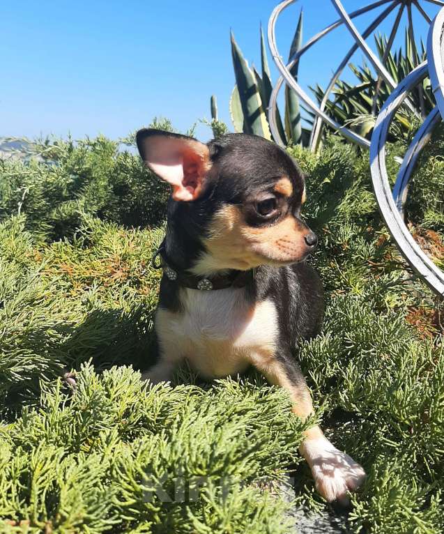 Собаки в Ялте: Чихуахуа подрощенная девочка Девочка, 40 000 руб. - фото 7