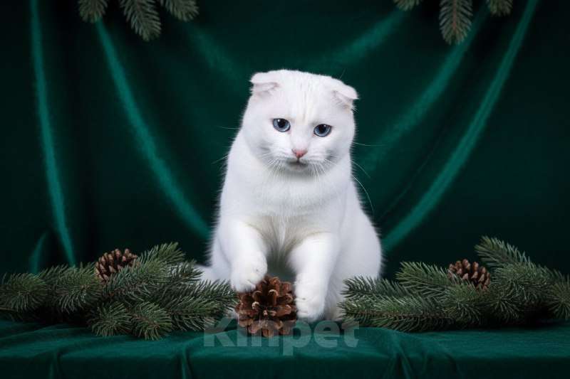 Кошки в Москве: Белая, вислоухая, голубоглазая кошка в дар Девочка, Бесплатно - фото 2