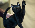 Кошки в Москве: Особенный котёнок в добрые руки! Мальчик, Бесплатно - фото 4