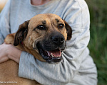 Собаки в Москве: Метис боксера в добрые руки  Девочка, Бесплатно - фото 1
