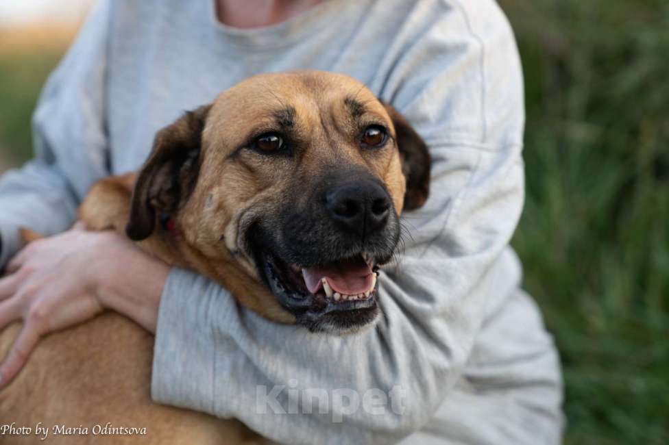 Собаки в Москве: Метис боксера в добрые руки  Девочка, Бесплатно - фото 1