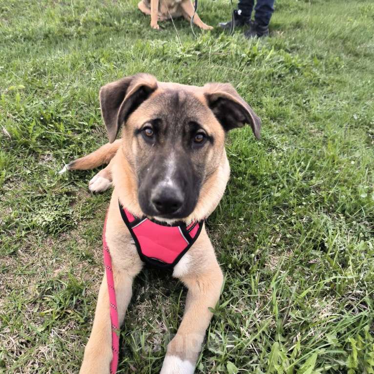 Собаки в Москве: Мартин ищет дом Мальчик, Бесплатно - фото 8