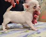 Собаки в Липецке: Щенки чихуахуа Разнополые, 30 000 руб. - фото 2
