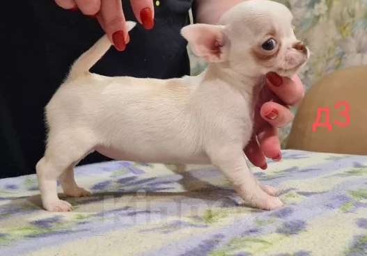 Собаки в Липецке: Щенки чихуахуа Разнополые, 30 000 руб. - фото 2