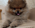 Собаки в Ессентуках: Померанский шпиц (тип Мишка) Девочка, 40 000 руб. - фото 2