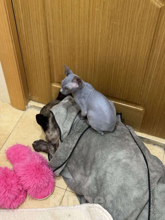 Кошки в Москве: Сфинкс голубой девочка котенок Девочка, 47 000 руб. - фото 5