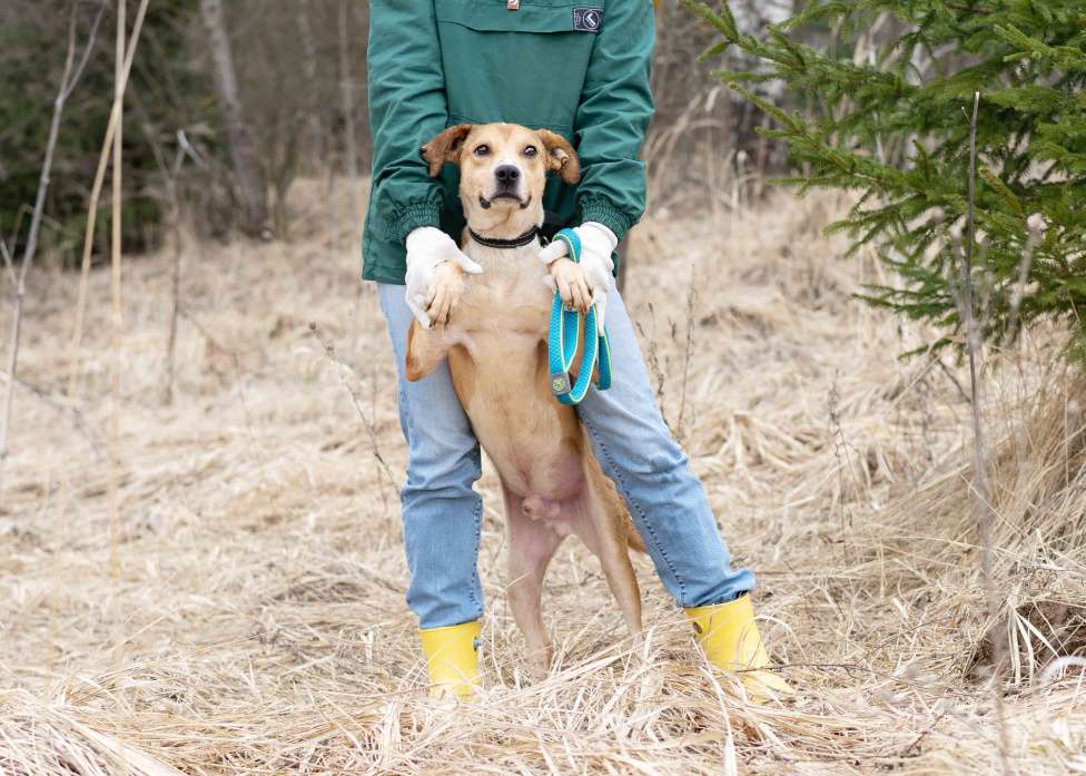 Собаки в Москве: Собака-компаньон в поисках дома и семьи Мальчик, Бесплатно - фото 4