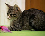 Кошки в Новохоперске: Максик в добрые руки, Бесплатно - фото 4