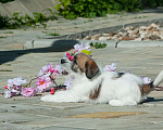 Собаки в Одинцово: Джек рассел терьера щенок Девочка, 40 000 руб. - фото 3