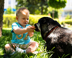 Собаки в Краснодаре: Саманта ищет себе человека! Девочка, 1 руб. - фото 4