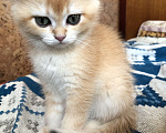 Кошки в Люберцах: Котята  британская шиншилла Девочка, 10 000 руб. - фото 7