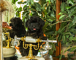 Собаки в Москве: Мальтипу f1 Девочка, 120 000 руб. - фото 3