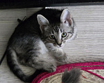 Кошки в Москве: Котятки 2,5 месяца Мальчик, Бесплатно - фото 10