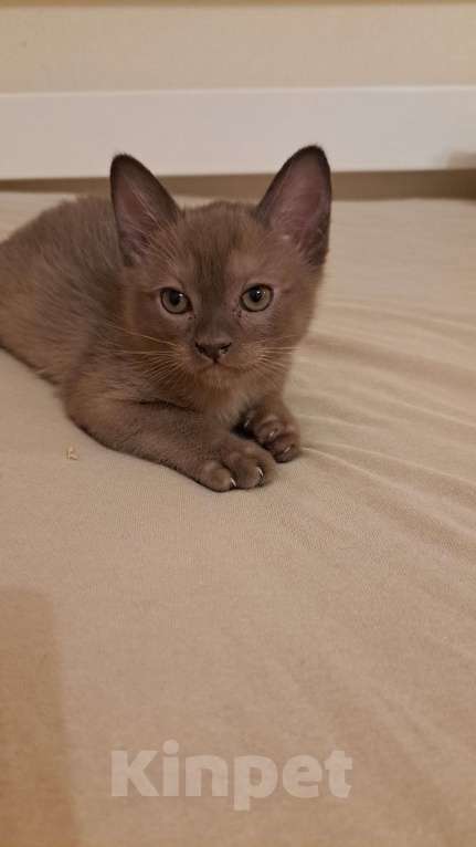 Кошки в Ставрополе: Бурманский коиенок Мальчик, Бесплатно - фото 5