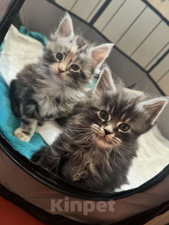 Кошки в Дзержинском: Черепаховое чудо Девочка, 11 000 руб. - фото 2