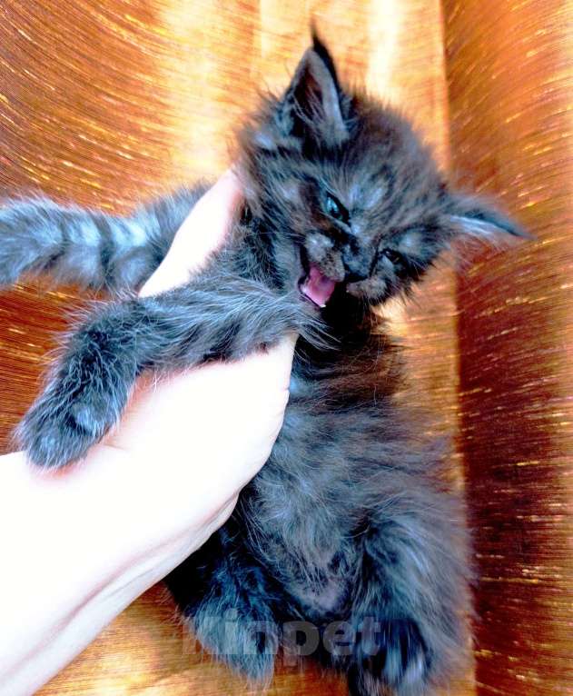 Кошки в Москве: Мейн кун мальчик Мальчик, 45 000 руб. - фото 9