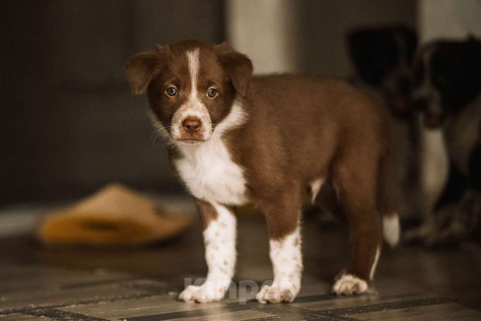 Собаки в Щелково: щенки бордер колли Мальчик, Бесплатно - фото 6