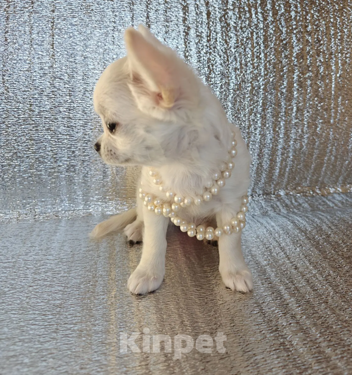 Собаки в Хабаровске: Щенок чихуахуа Девочка, Бесплатно - фото 4