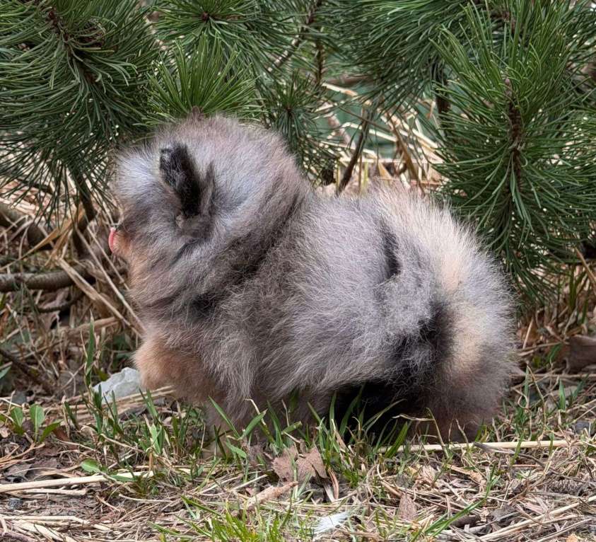 Собаки в Санкт-Петербурге: Мальчик шпиц мини мерле, голубой глаз Мальчик, 70 000 руб. - фото 5