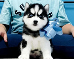 Собаки в Одинцово: Хаски Щенки Разных окрасов Разнополые, Бесплатно - фото 1